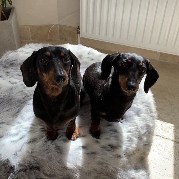Izzabella and Annabella — Chief Barketing Officers