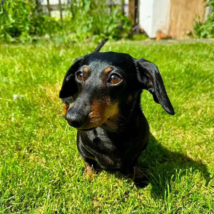 Annabella the dachshund — Director of Play and Energy at Direct Agility