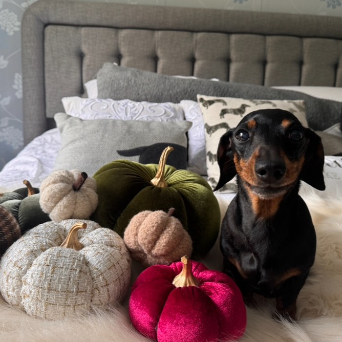 Izzabella the dachshund — Chief Barking Officer at Direct Agility